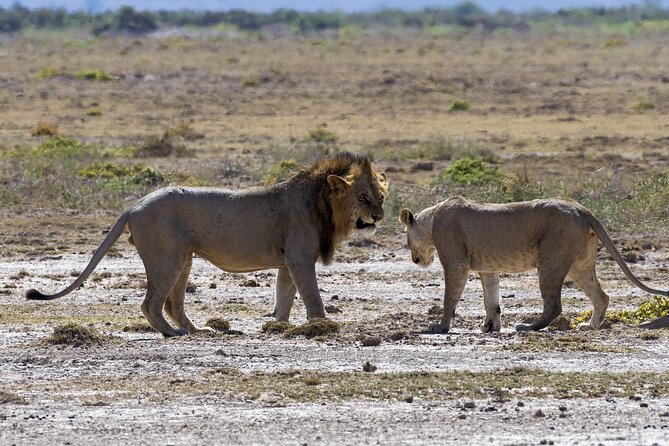 2 Days safari of Masai Mara - The morning game drive and lunch