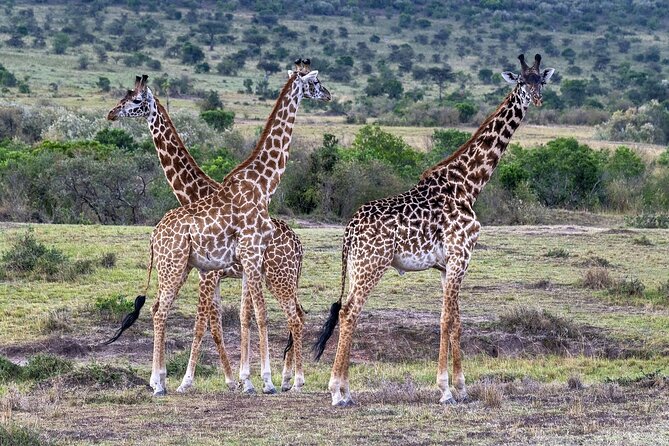 2 Days safari of Masai Mara - What $598 per person really covers