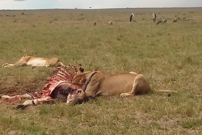 2 Days Safari to Maasai Mara NR - Mid range. - Key points at a glance