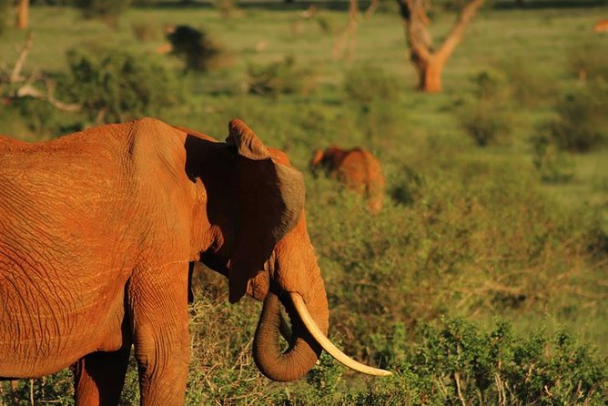 2 Days Safari Tsavo East - Why Tsavo East works well from Mombasa
