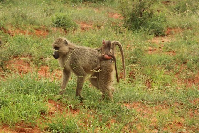 2 Days Safari Tsavo East - First game drive, before lunch at the lodge