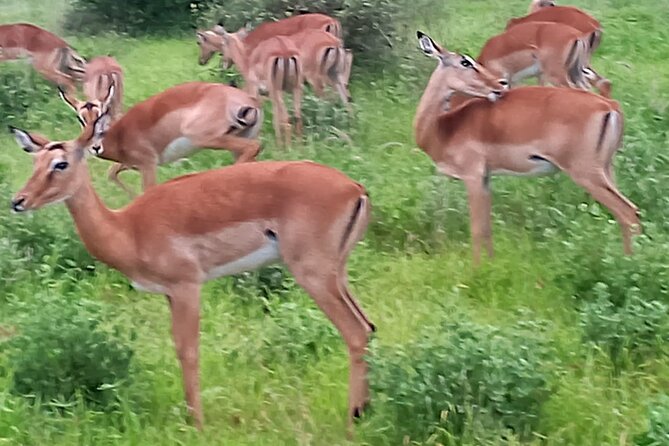 2 Days Safari Tsavo East - Voi Safari Lodge, lunch, and the afternoon pause
