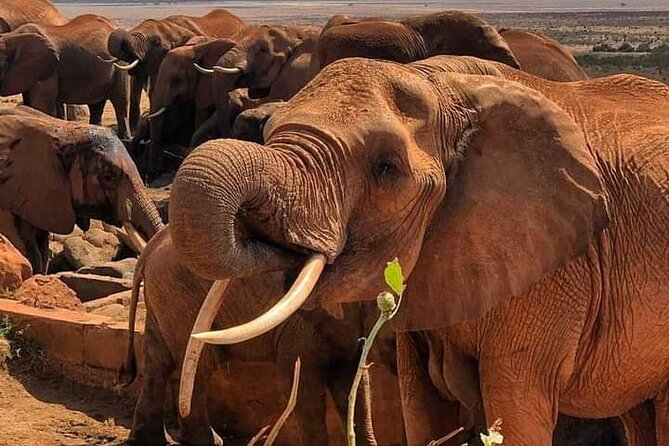 2 Days Safari Tsavo East - The second morning and the return toward Mombasa