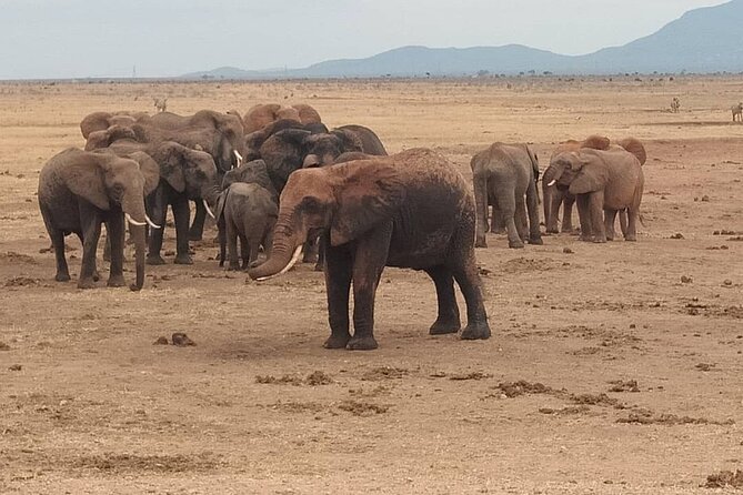 2 Days Safari Tsavo East - What the $600 price really covers