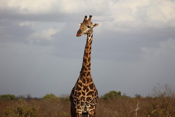 2 Days Safari Tsavo East - The guide and language question