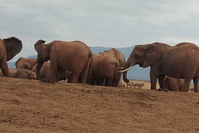 2 Days Safari Tsavo East - Private safari or group tour?
