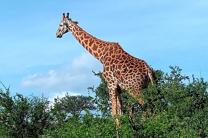 2 Days Safari Tsavo East - The 6 am departure from Mombasa