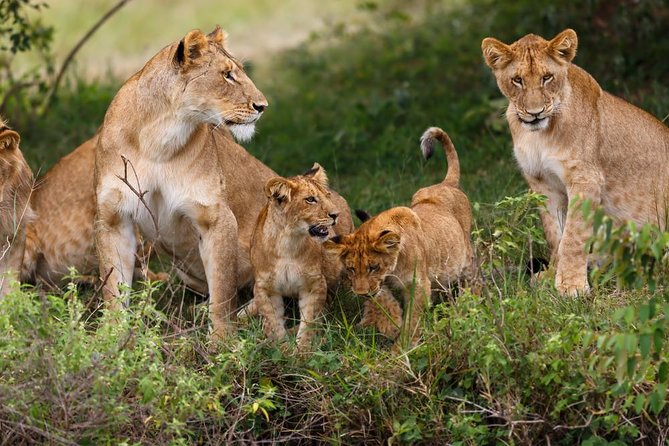 2 Days Theatre of The Wild Tsavo Experience - Key points at a glance