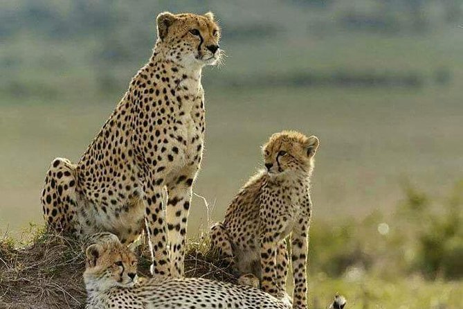 2 Days Theatre of The Wild Tsavo Experience - Entering Tsavo East at Bachuma
