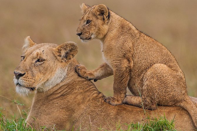 2 Days Theatre of The Wild Tsavo Experience - The 6:00 am departure from Mombasa