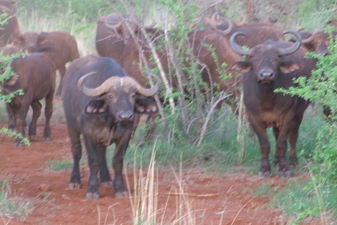 2 Days Tsavo East and Ngutuni Sanctuary starting from Mombasa. - Why this short safari works from Mombasa