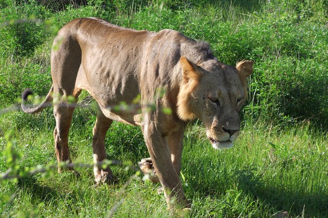 2 Days Tsavo East and Ngutuni Sanctuary starting from Mombasa. - Ngutuni Lodge gives the first day a comfortable finish