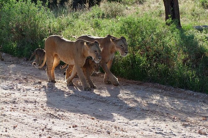 2 Days Tsavo East and Ngutuni Sanctuary starting from Mombasa. - Dawn in Tsavo East, when the park feels most active