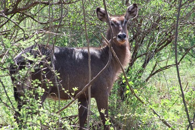 2 Days Tsavo East and Ngutuni Sanctuary starting from Mombasa. - What the small group of six changes