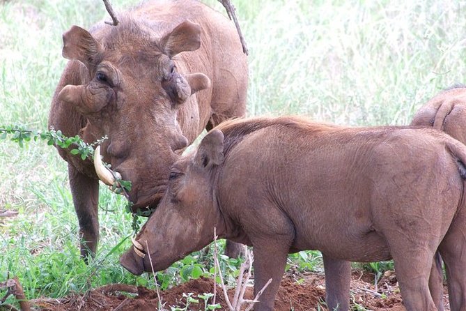 2 Days Tsavo East and Ngutuni Sanctuary starting from Mombasa. - Is $742 per person good value?