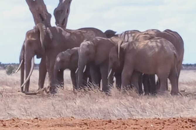 2 Days Tsavo East and Ngutuni Sanctuary starting from Mombasa. - First-day safari: waterbuck, warthogs, and the road to lunch