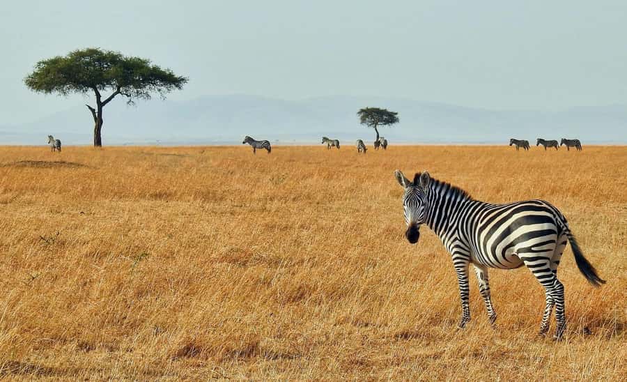 2 days Tsavo East and saltlick safari from Diani/Mombasa - Lunch, rest, and the Taita Hills afternoon drive