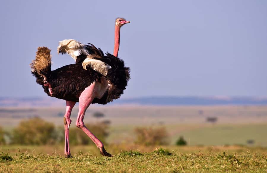 2 days Tsavo East and saltlick safari from Diani/Mombasa - The 5:00 am departure and drive to Bachuma Gate