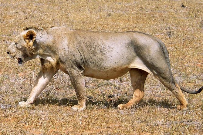 2 Days Tsavo east Jeep Safari (minimum 2 persons) - What the $560 price means