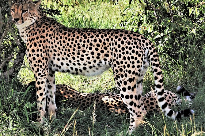 2 Days Tsavo East National Park Tour From Mombasa/Diani (1 Night) - Key points to know before booking