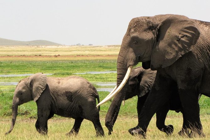 2 Days Tsavo East National Park Tour From Mombasa/Diani (1 Night) - The first Tsavo East game drive