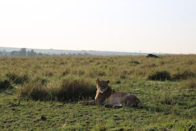 2 Days Tsavo East National Park Tour From Mombasa/Diani (1 Night)