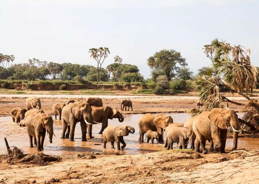 2-Days Wildlife Safari to Tsavo East & Tsavo West Park - What the $438 price really covers