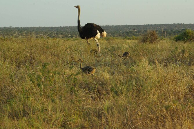 2 nights 3 days Masai Mara safari package - Day two: a full 12-hour search for the Big Five