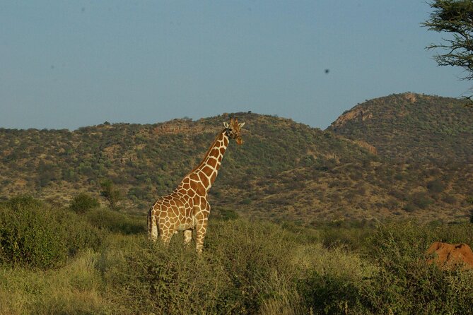 2 nights 3 days Masai Mara safari package - Looking for lions, leopards, elephants, and rhinos