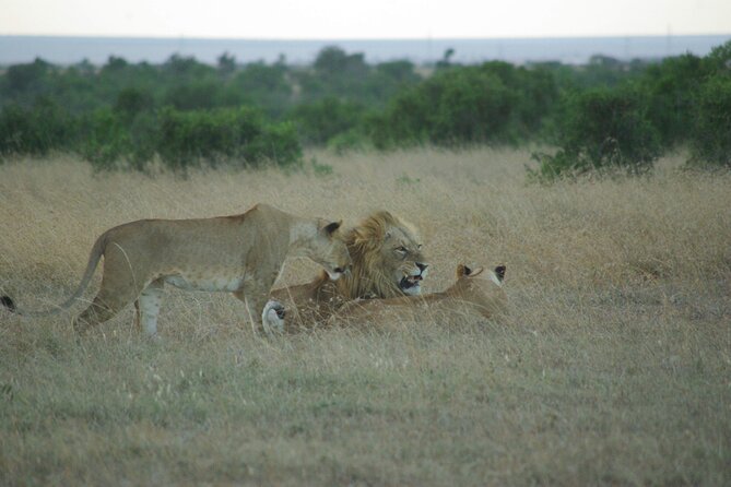 2 nights 3 days Masai Mara safari package - Day three: an early safari before Nairobi