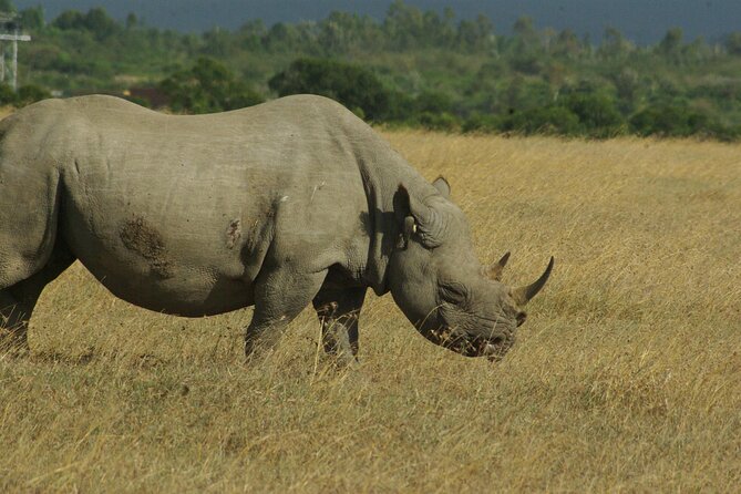 2 nights 3 days Masai Mara safari package - What the $870.39 price means