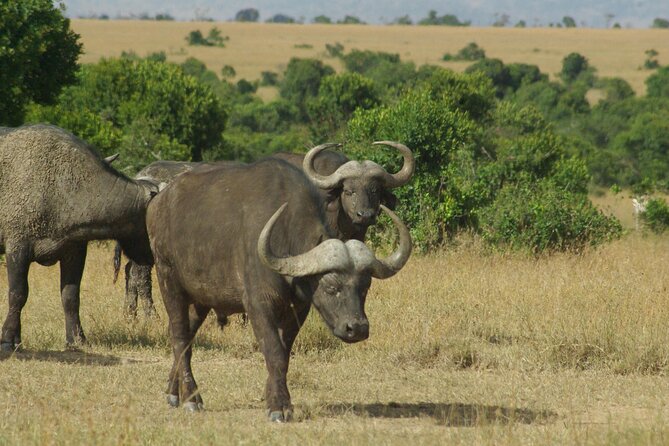2 nights 3 days Masai Mara safari package - Who will enjoy this safari most