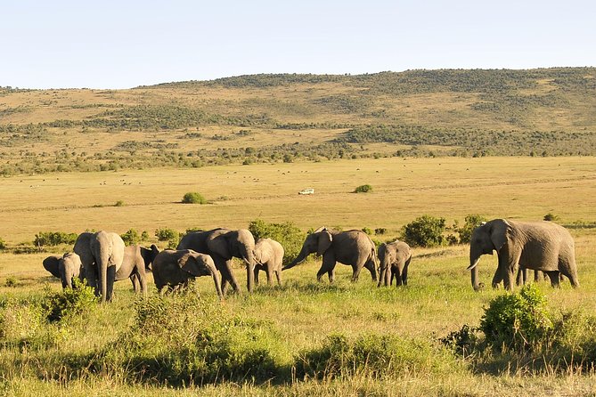 3 Day 2 Nights Maasai Mara Safari - Key points to know before booking