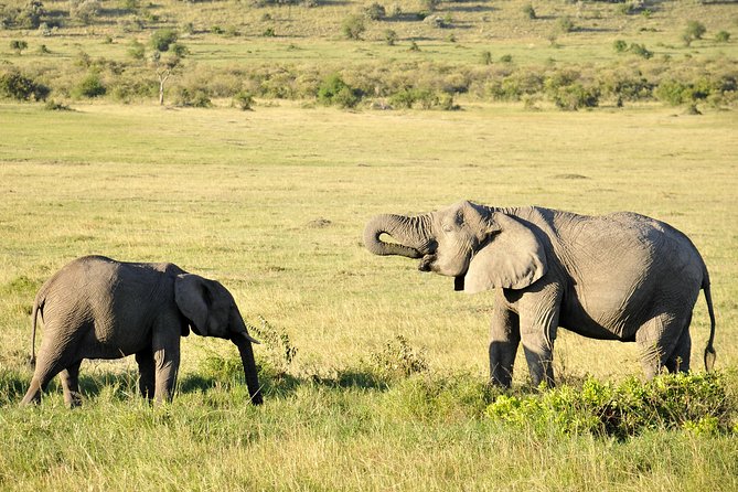 3 Day 2 Nights Maasai Mara Safari - Why three days can work well for the Maasai Mara