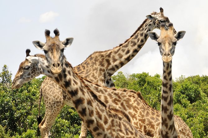 3 Day 2 Nights Maasai Mara Safari - Day two: the main wildlife day