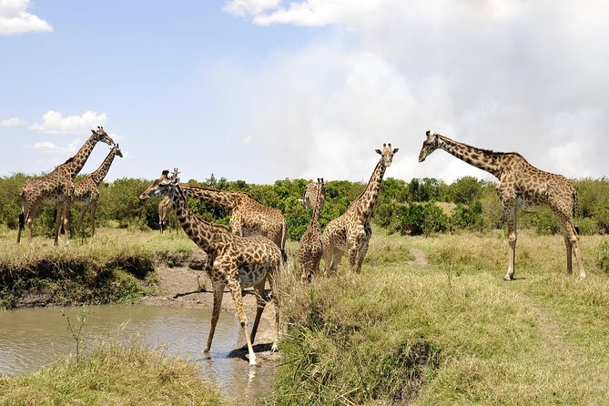 3 Day 2 Nights Maasai Mara Safari - Day three: a short Maasai village visit and the road back