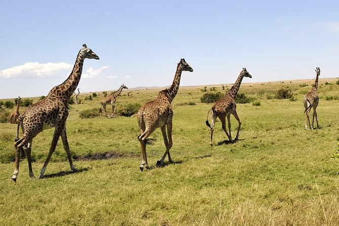 3 Day 2 Nights Maasai Mara Safari - The guide and small group experience