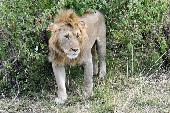 3 Day 2 Nights Maasai Mara Safari - Wildlife expectations in the Maasai Mara
