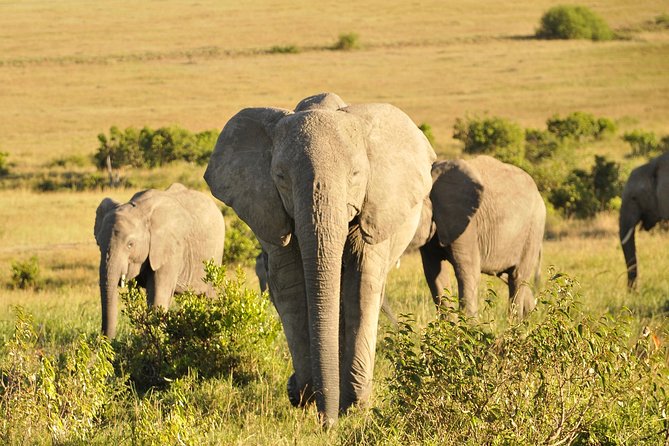 3 Day 2 Nights Maasai Mara Safari - Day one: arrival, lunch, and an afternoon game drive