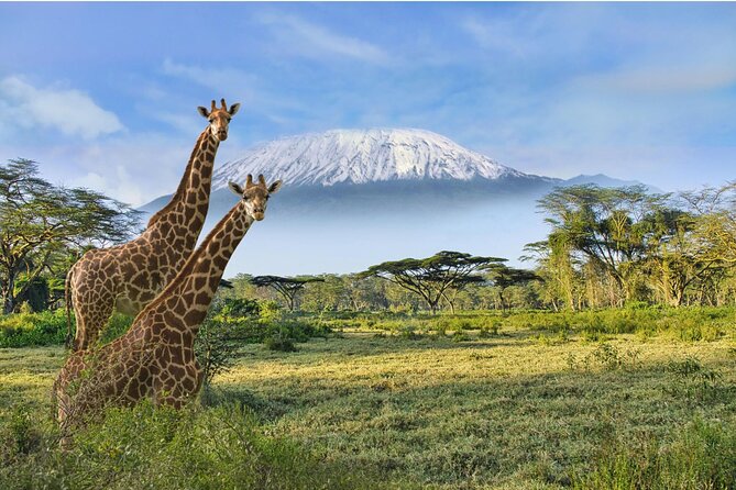 3 Day Amboseli Kenya Safari Tour with African Gift - Key points to know before booking