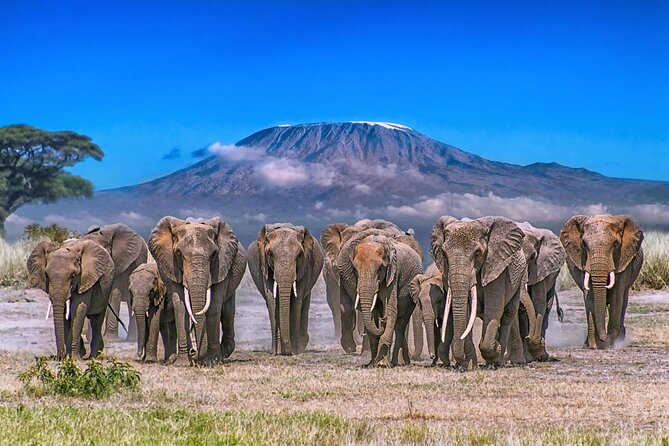 3 Day Amboseli Kenya Safari Tour with African Gift - Why Amboseli works well for a three-day safari