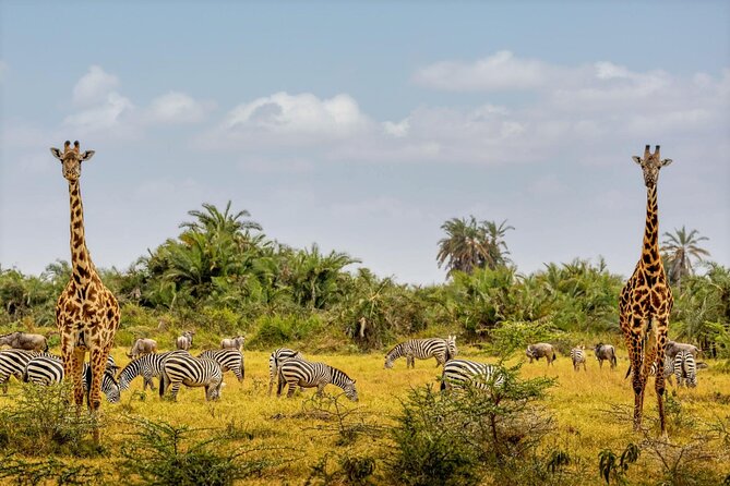 3 Day Amboseli Kenya Safari Tour with African Gift - Day 2: elephants, mountain views, and a choice of activities