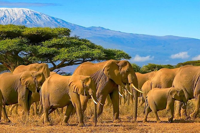 3 Day Amboseli National Park All-Inclusive Camping Safari - Day 1: elephants and the afternoon park drive