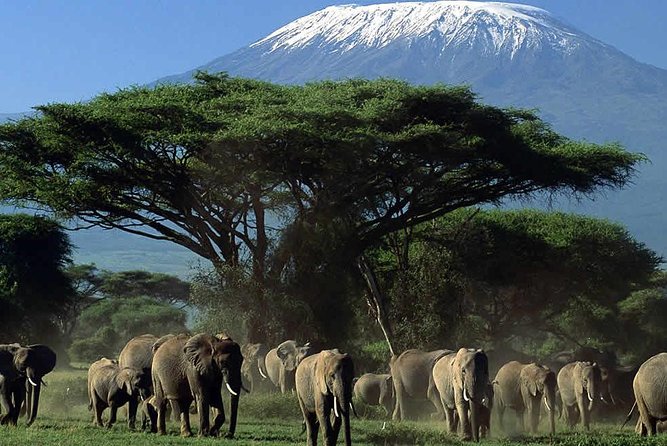 3 Day Amboseli National Park All-Inclusive Camping Safari - Leaving Nairobi at 7:00 a.m.