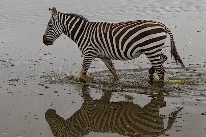 3-Day Amboseli Safari from Nairobi - A full day beneath Kilimanjaro