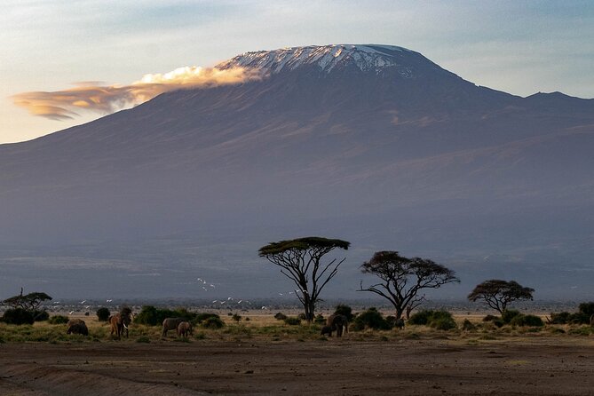 3-Day Amboseli Safari from Nairobi - The 6:30am final drive