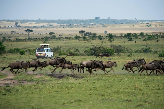 3-DAY Best Maasai Mara Safari (POPULAR) - Why three days works well for the Maasai Mara