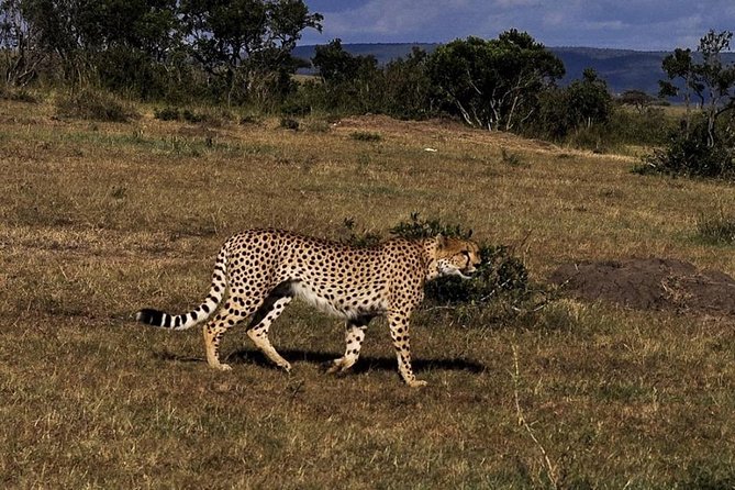 3-DAY Best Maasai Mara Safari (POPULAR) - Day two: a full safari and the Mara River