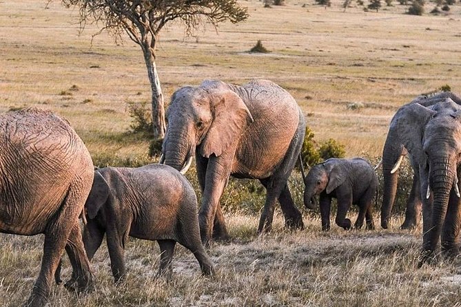 3-DAY Best Maasai Mara Safari (POPULAR) - Who will get the most from this safari