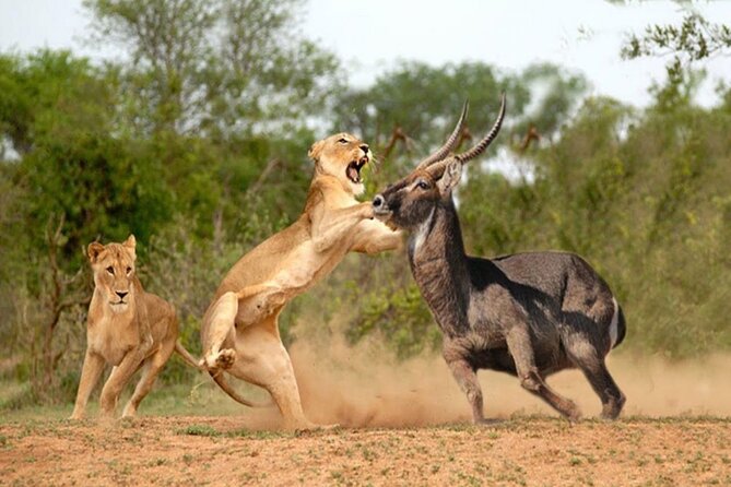 3-Day Budget Maasai Mara Joining Safari with 4x4 LandCruiser Jeep - The LandCruiser and group size